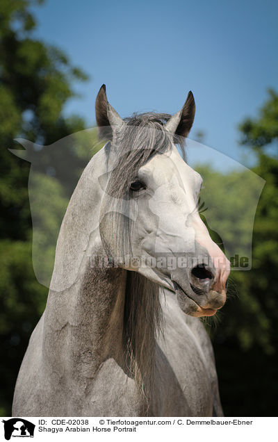 Shagya Arabian Horse Portrait / CDE-02038
