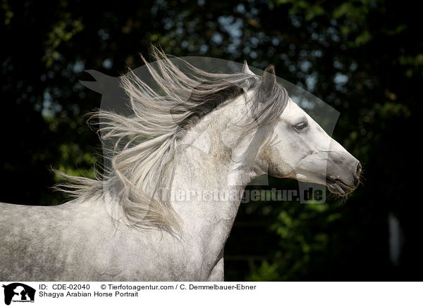 Shagya Arabian Horse Portrait / CDE-02040