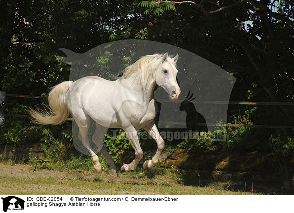 galloping Shagya Arabian Horse / CDE-02054