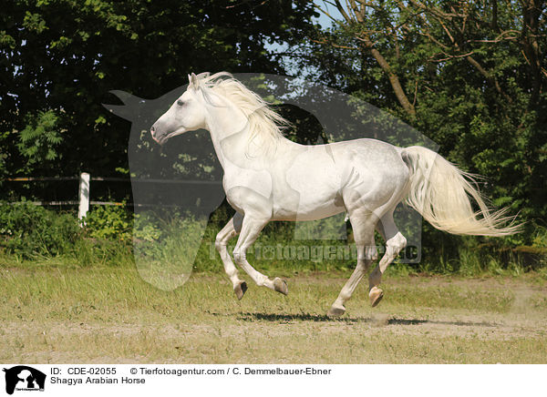 Shagya Arabian Horse / CDE-02055