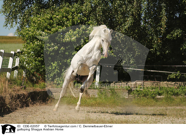 galloping Shagya Arabian Horse / CDE-02057