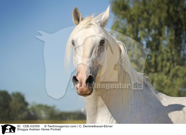 Shagya Arabian Horse Portrait / CDE-02059