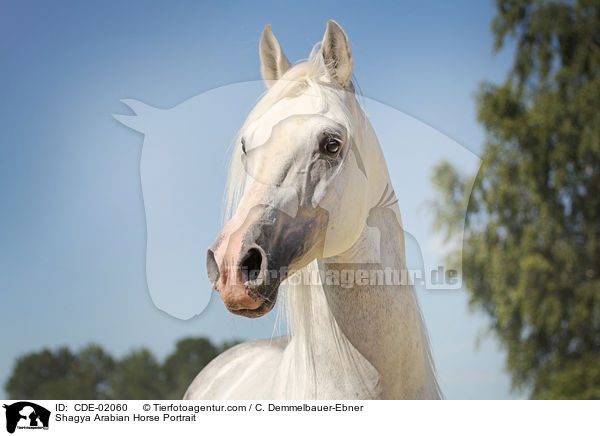 Shagya Arabian Horse Portrait / CDE-02060