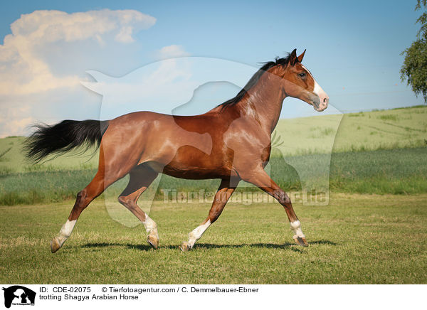 trabender Shagya Araber / trotting Shagya Arabian Horse / CDE-02075