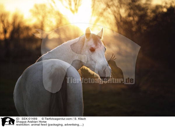 Shagya Araber / Shagya Arabian Horse / SEK-01489