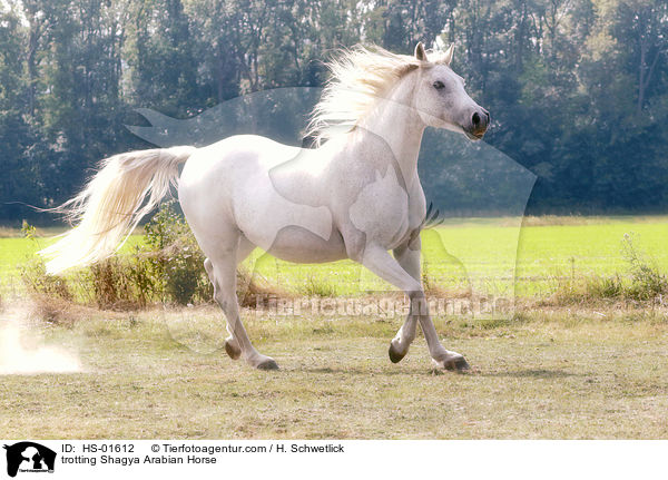 trabender Shagya Araber / trotting Shagya Arabian Horse / HS-01612