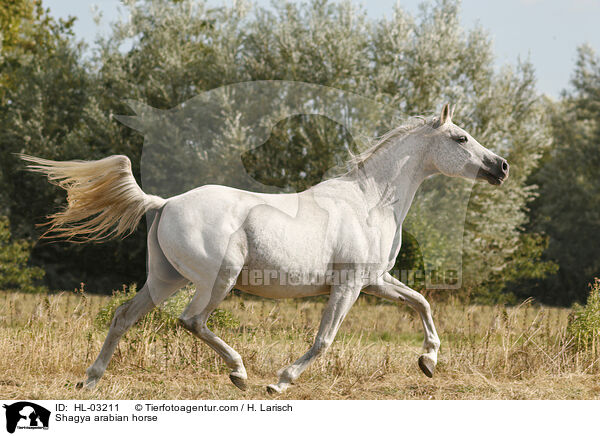 Shagya Araber / Shagya arabian horse / HL-03211