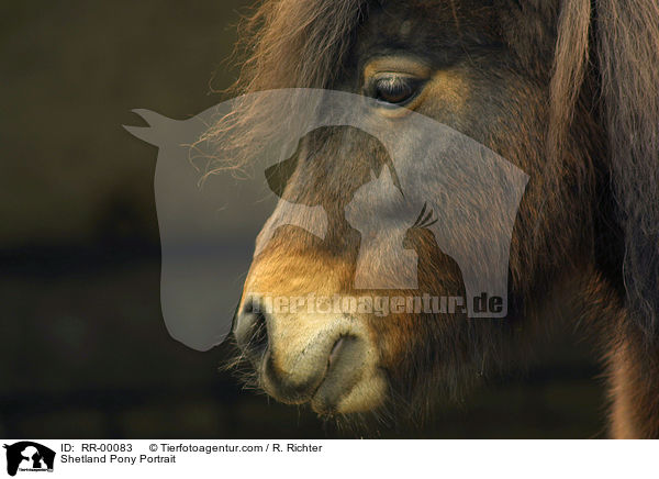 Shetland Pony Portrait / Shetland Pony Portrait / RR-00083