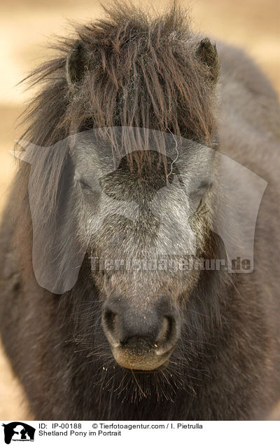 Shetland Pony im Portrait / Shetland Pony im Portrait / IP-00188