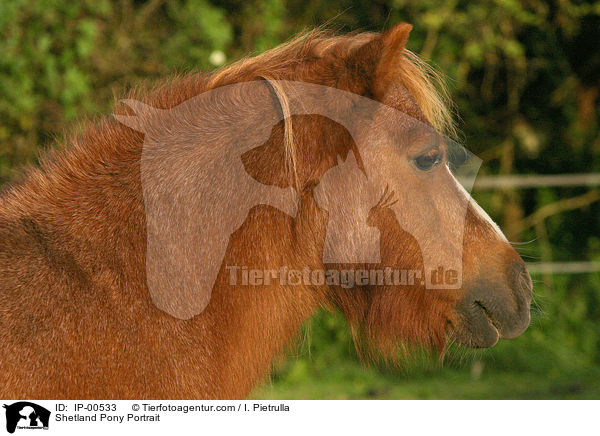 Shetland Pony Portrait / IP-00533