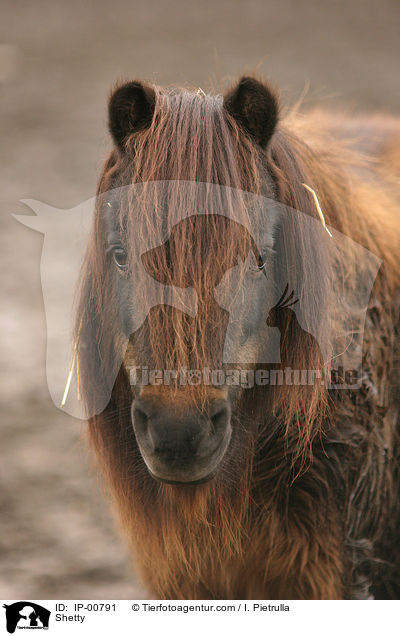 Shetland Pony im Portrait / Shetty / IP-00791