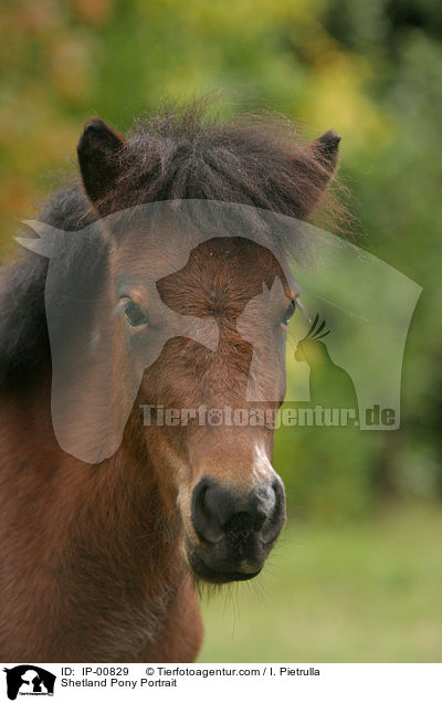 Shetland Pony Portrait / IP-00829