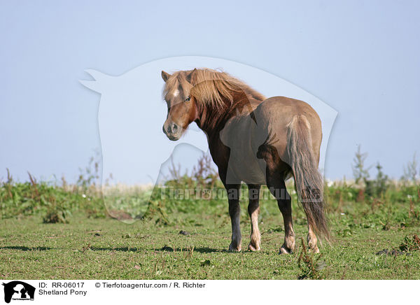 Shetland Pony / RR-06017