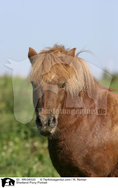 Shetland Pony Portrait / RR-06020