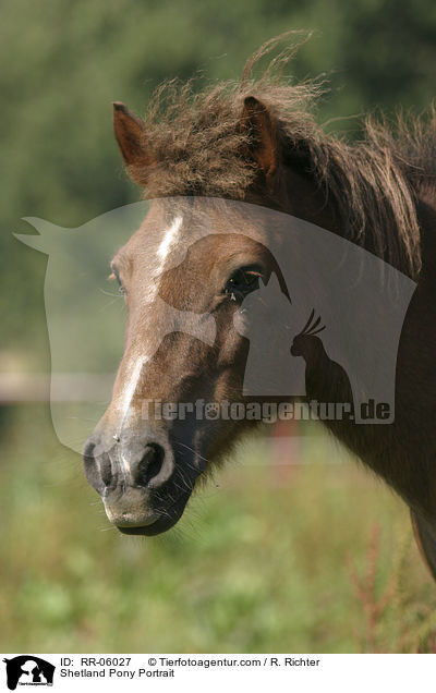 Shetland Pony Portrait / Shetland Pony Portrait / RR-06027