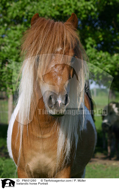 Icelandic horse Portrait / PM-01260