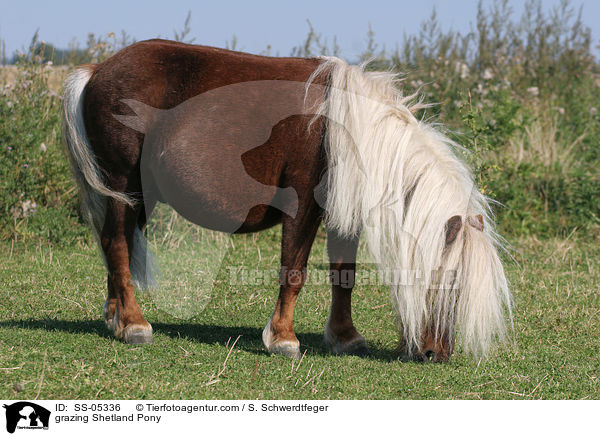 grazing Shetland Pony / SS-05336