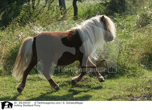 trotting Shetland Pony / SS-05337
