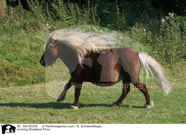 running Shetland Pony / SS-05338