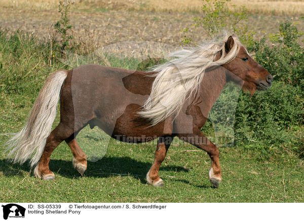trotting Shetland Pony / SS-05339