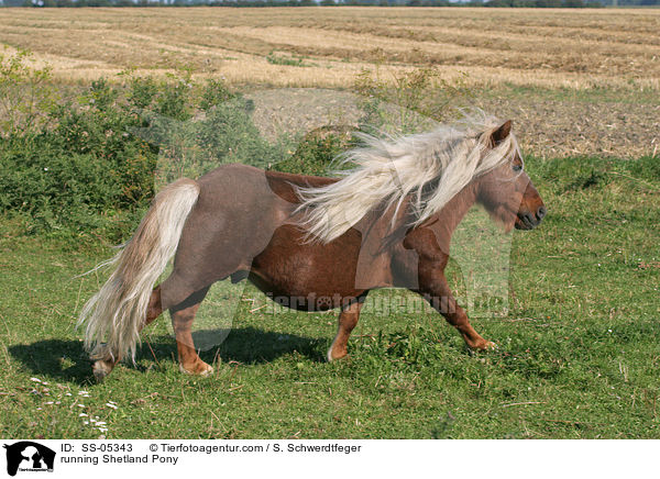 running Shetland Pony / SS-05343