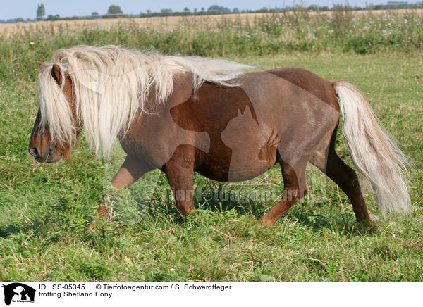trotting Shetland Pony / SS-05345