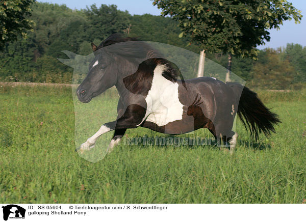 galloping Shetland Pony / SS-05604