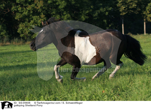 galloping Shetland Pony / SS-05606