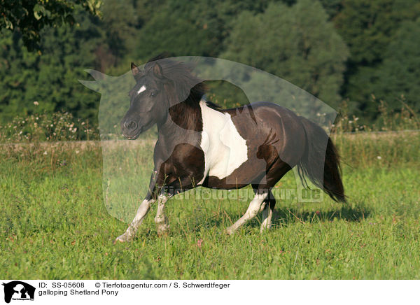 galloping Shetland Pony / SS-05608