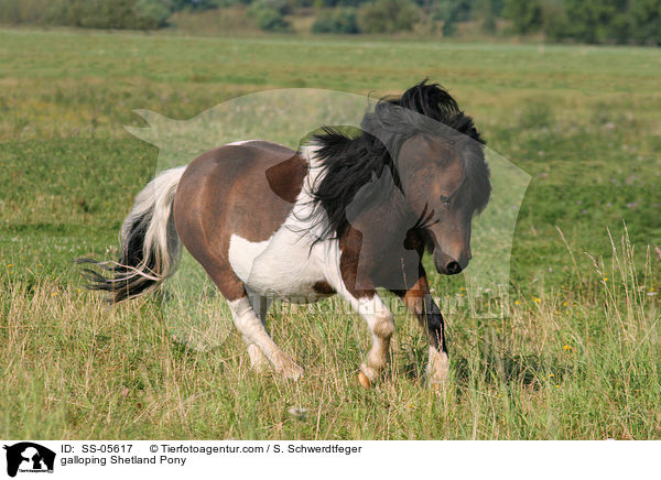 galloping Shetland Pony / SS-05617