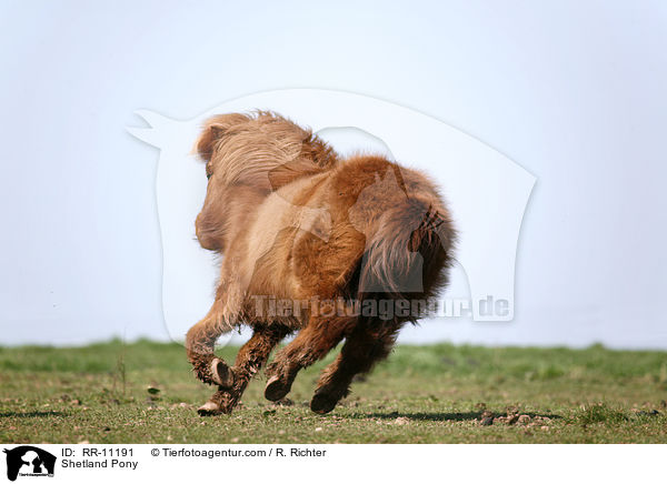 Shetland Pony / RR-11191