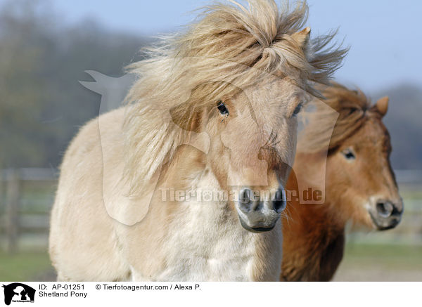 Shetland Pony / AP-01251