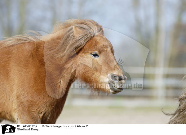 Shetland Pony / AP-01252