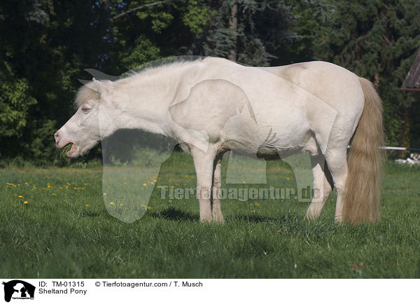 Sheltand Pony / TM-01315