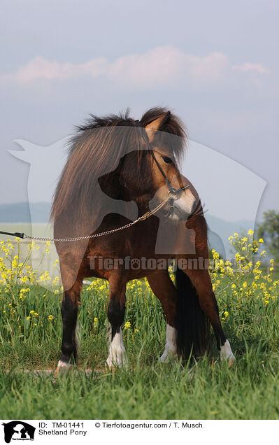 Shetland Pony / Shetland Pony / TM-01441
