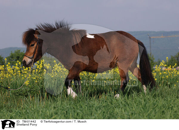 Shetland Pony / TM-01442