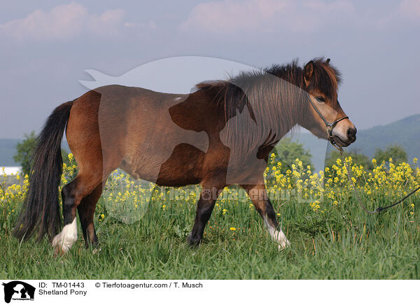 Shetland Pony / TM-01443