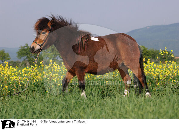 Shetland Pony / TM-01444