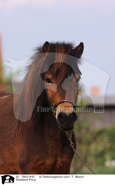 Shetland Pony / TM-01447