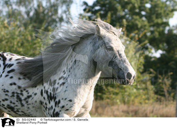 Shetland Pony Portrait / Shetland Pony Portrait / SG-02440
