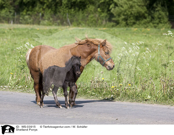 Shetland Ponys / Shetland Ponys / WS-03915