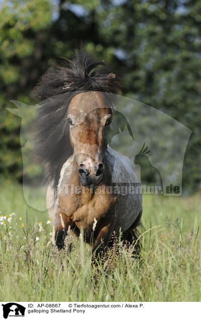 galloping Shetland Pony / AP-08667