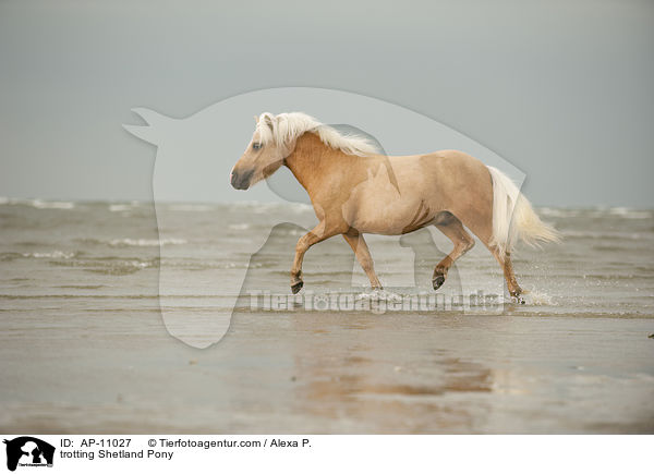 trotting Shetland Pony / AP-11027