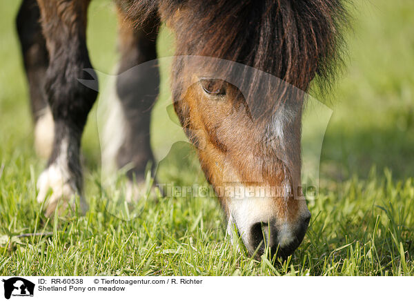 Shetland Pony auf der Weide / Shetland Pony on meadow / RR-60538