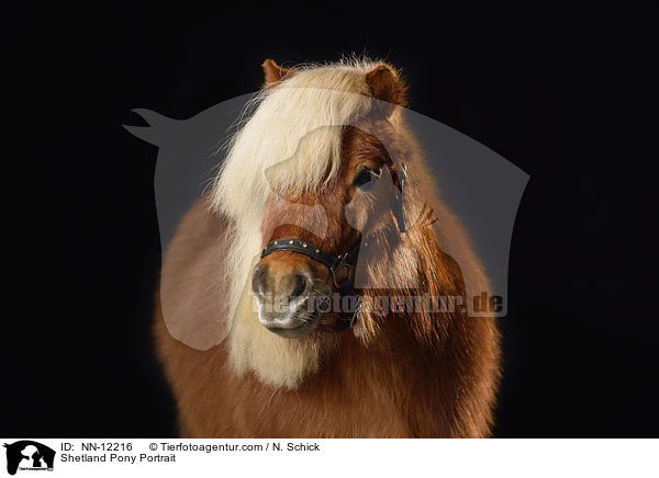 Shetland Pony Portrait / NN-12216