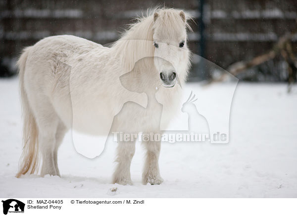 Shetland Pony / MAZ-04405