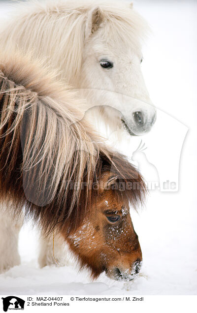 2 Shetland Ponies / 2 Shetland Ponies / MAZ-04407