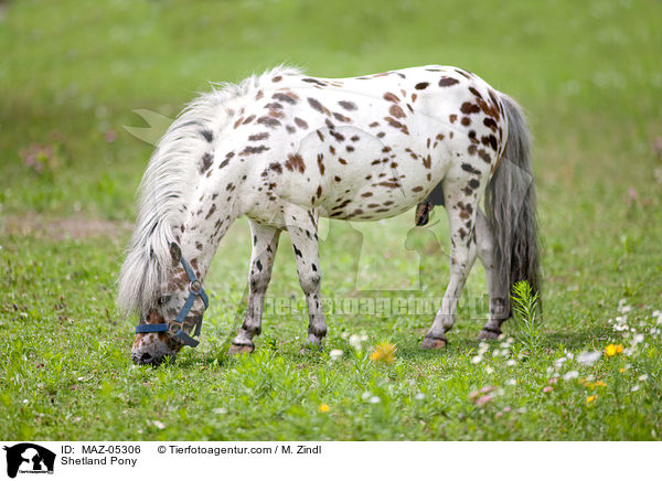Shetland Pony / Shetland Pony / MAZ-05306