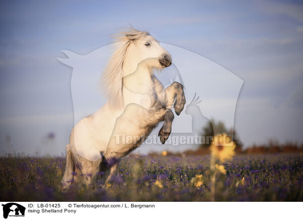 steigendes Shetland Pony / rising Shetland Pony / LB-01425