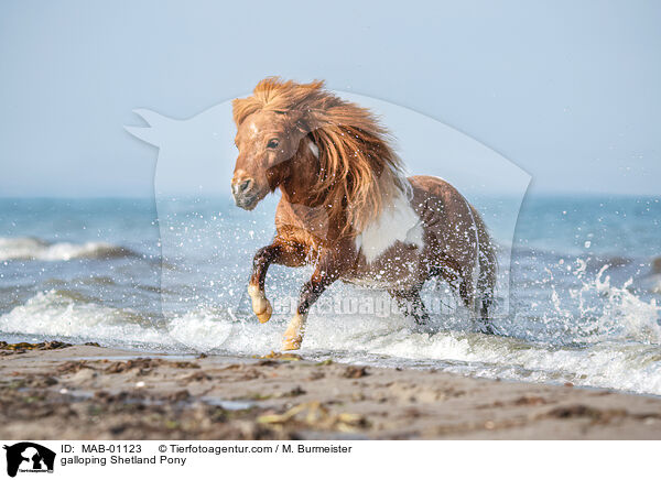 galloping Shetland Pony / MAB-01123